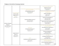 Damien CH sired Multi CH pedigree, a male Papillon for sale in Elk River, MN – Photo 2 of 2