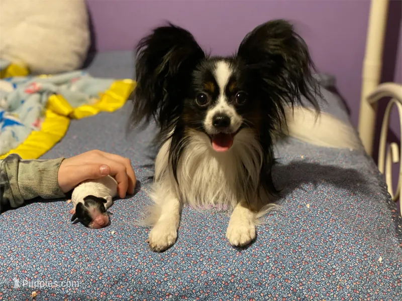 Damien CH sired Multi CH pedigree – Papillon puppy for sale in Elk River, MN