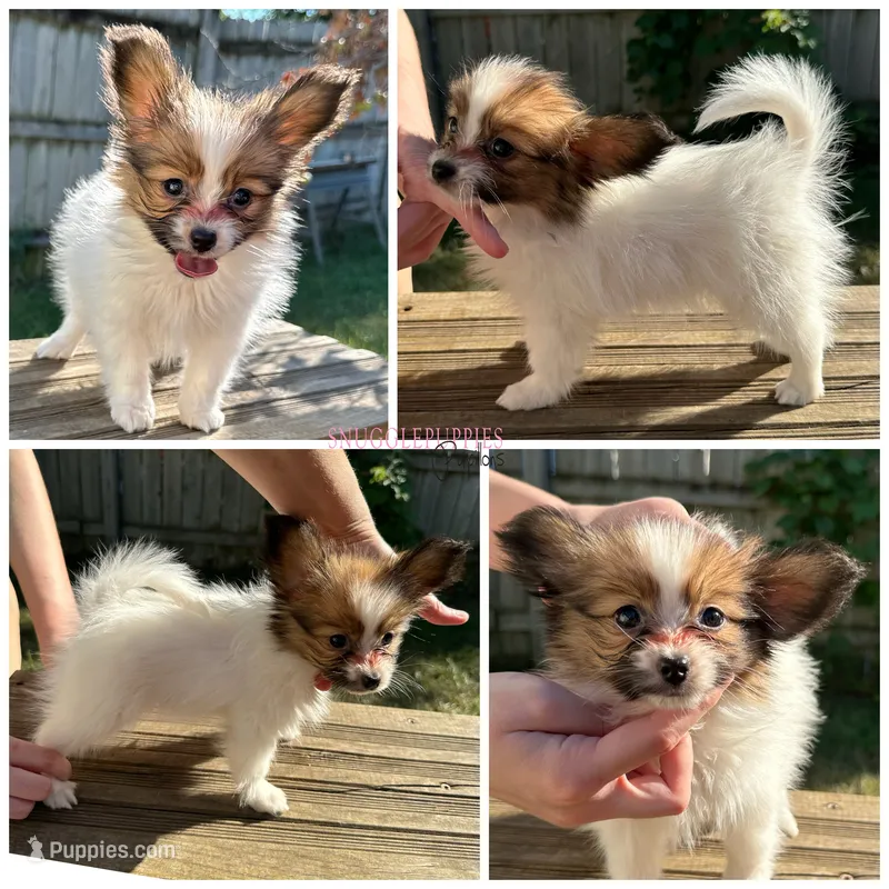 Female HP1 Polish CH sired – Papillon puppy for sale in Elk River, MN