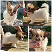 Female HP1 Polish CH sired, a female Papillon for sale in Elk River, MN – 1 of 1