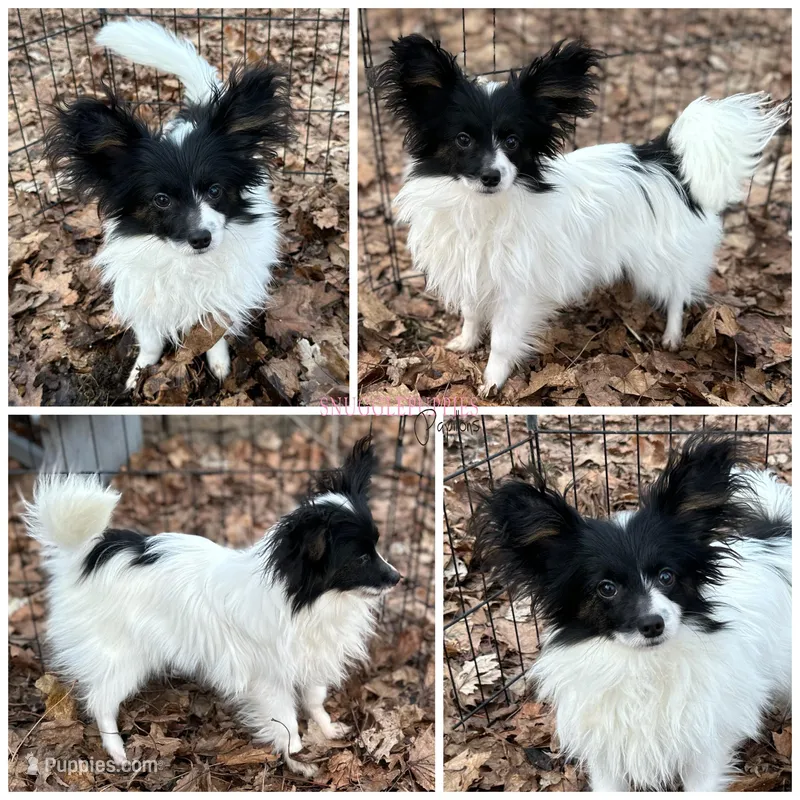 Male DS8 Multi CH pedigree