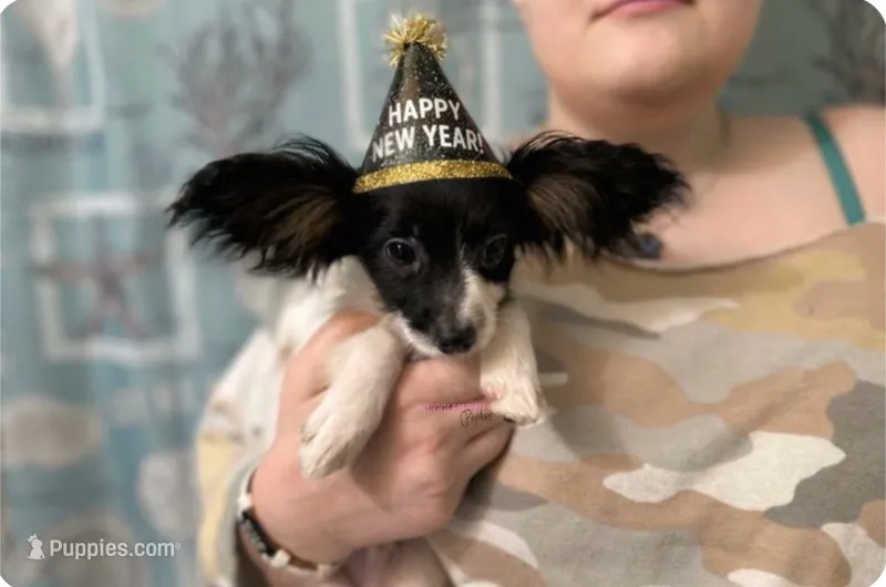 Male DS8 Multi CH pedigree