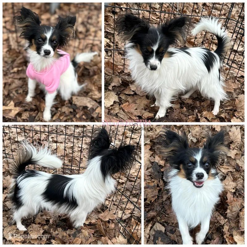 Female DS5 Multi CH pedigree