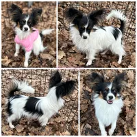Female DS5 Multi CH pedigree, a female Papillon for sale in Elk River, MN – Photo 1 of 3