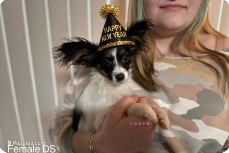 Female DS5 Multi CH pedigree