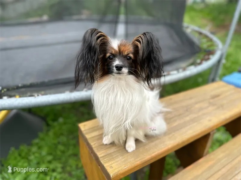 Female DS5 Multi CH pedigree