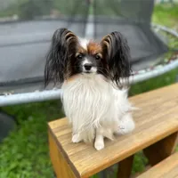 Female DS5 Multi CH pedigree, a female Papillon for sale in Elk River, MN – Photo 2 of 3