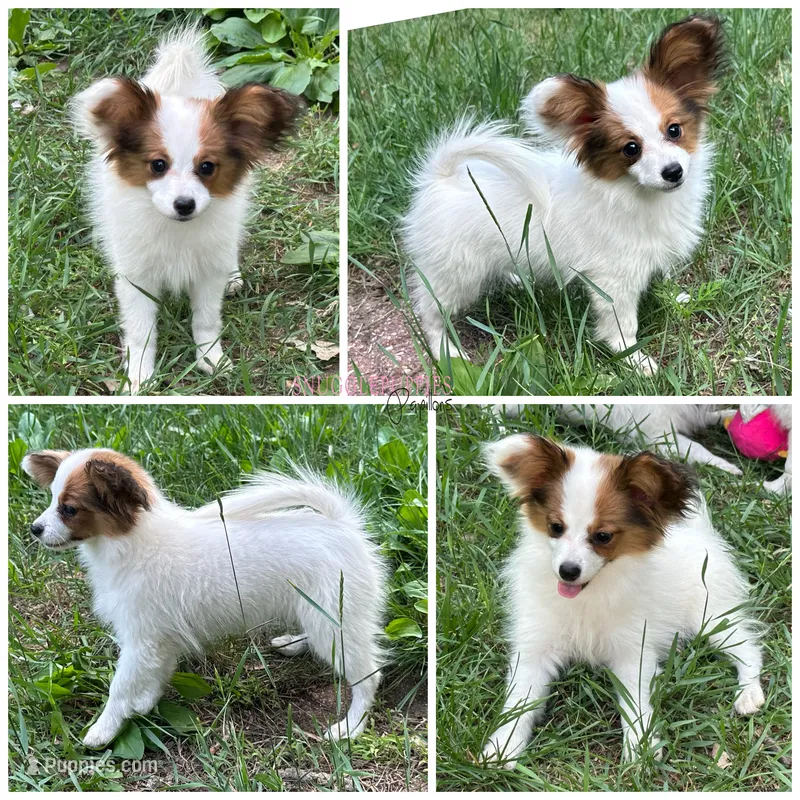 Female UB1 CH Sired Multi CH pedigree – Papillon puppy for sale in Elk River, MN
