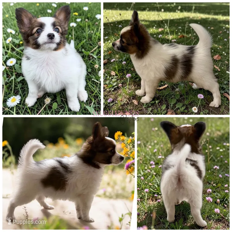 Male HS8 Polish CH sired – Papillon puppy for sale in Elk River, MN