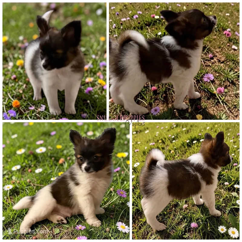 Male HS9 Polish CH sired – Papillon puppy for sale in Elk River, MN