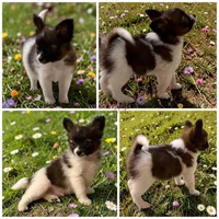 Male HS9 Polish CH sired, a male Papillon for sale in Elk River, MN – 1 of 1