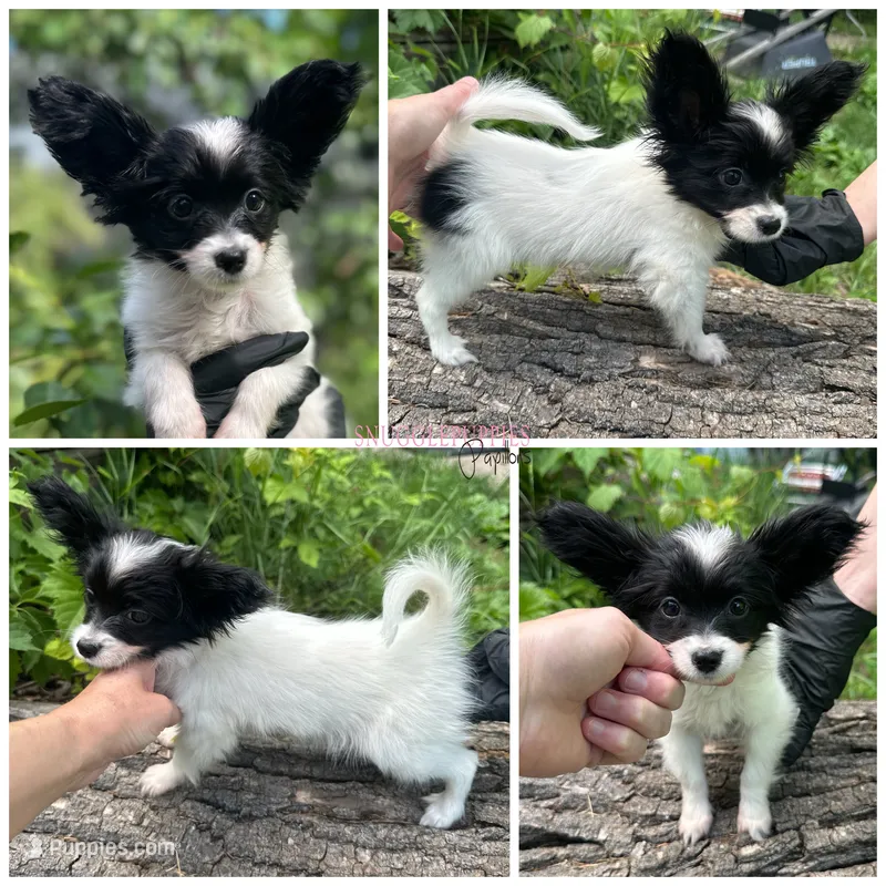 Female MP10 Multi CH pedigree  – Papillon puppy for sale in Elk River, MN