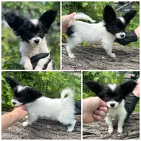 Female MP10 Multi CH pedigree , a female Papillon for sale in Elk River, MN – 1 of 1