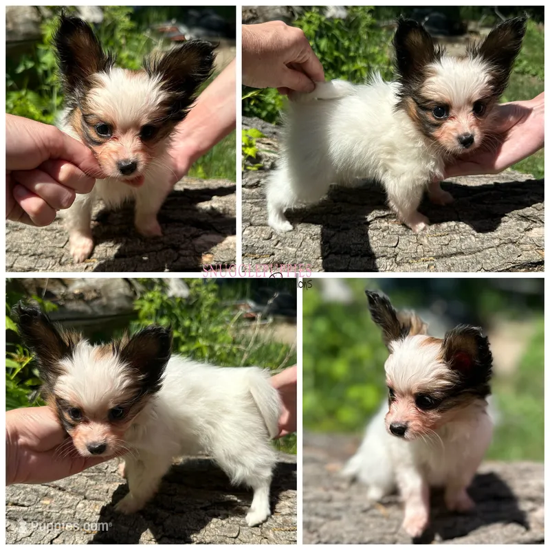 Female MP7 Multi CH pedigree  – Papillon puppy on hold in Elk River, MN