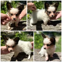 Female MP7 Multi CH pedigree , a female Papillon for sale in Elk River, MN – 1 of 1