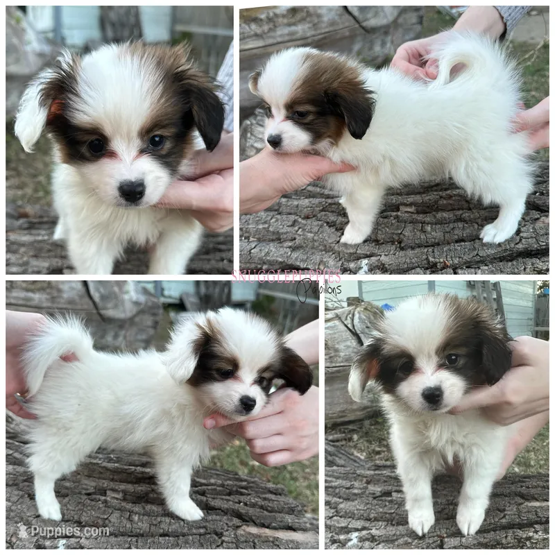Female UB1 CH Sired Multi CH pedigree – Papillon puppy for sale in Elk River, MN