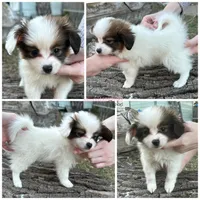 Female UB1 CH Sired Multi CH pedigree, a female Papillon for sale in Elk River, MN – Photo 1 of 5