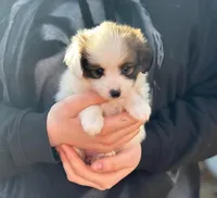 Female UB1 CH Sired Multi CH pedigree, a female Papillon for sale in Elk River, MN – Photo 2 of 5