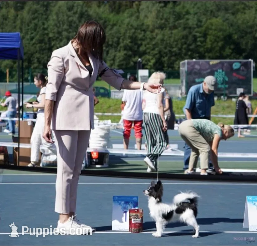 Female UB1 CH Sired Multi CH pedigree, a female Papillon for sale in Elk River, MN – Photo 4 of 5