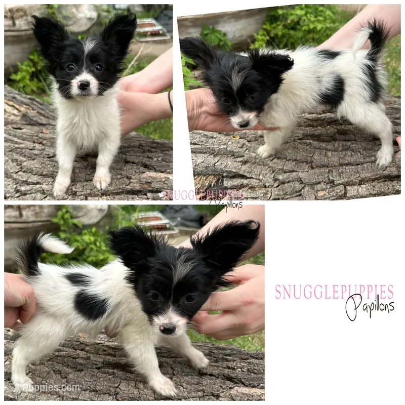 Female SS4 Multi CH pedigree – Papillon puppy for sale in Elk River, MN