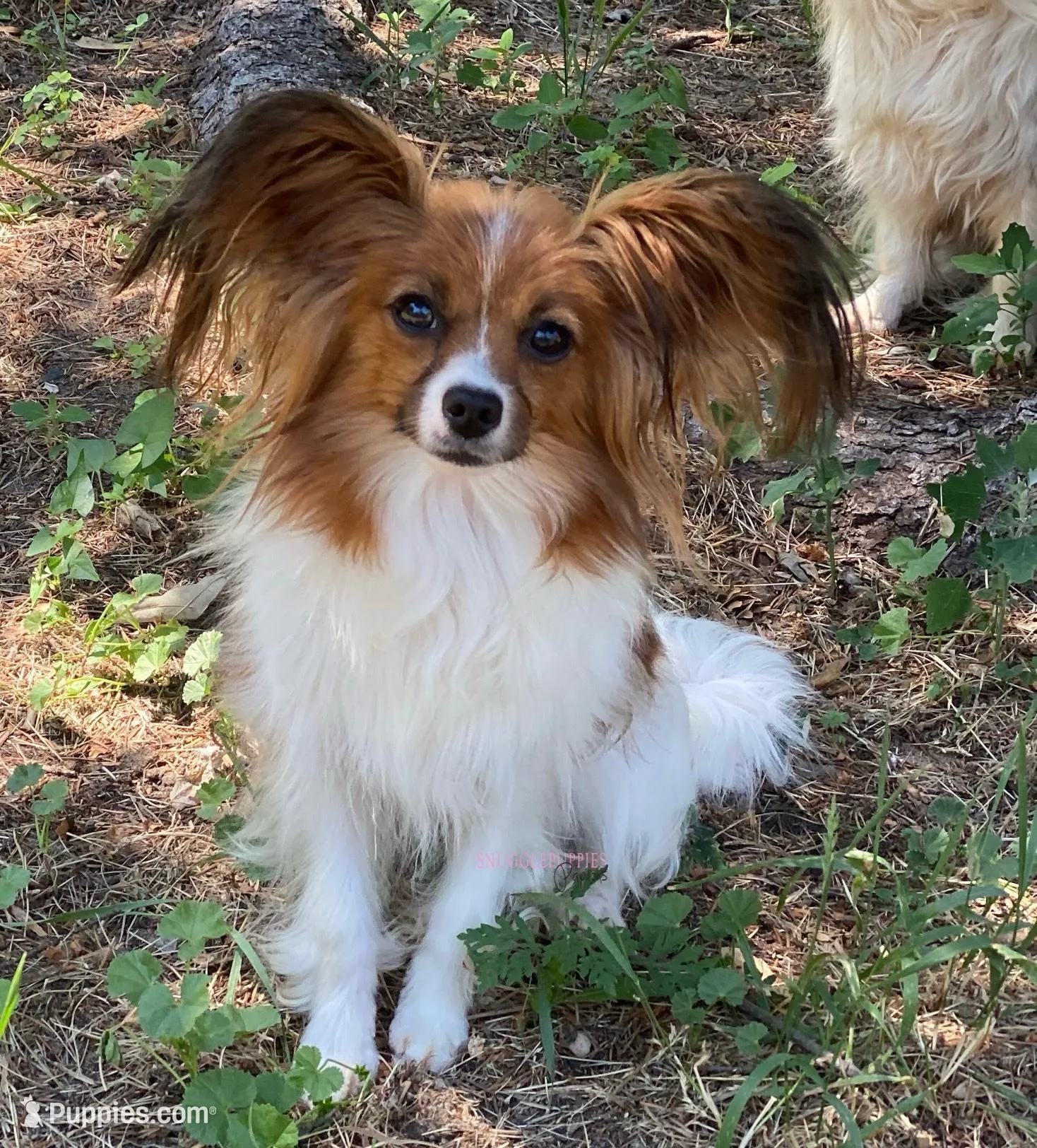 Female UB1 CH Sired Multi CH pedigree, a female Papillon for sale in Elk River, MN – Photo 5 of 5