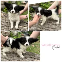 Male UB2 CH sired Multi CH pedigree , a male Papillon for sale in Elk River, MN – 1 of 10