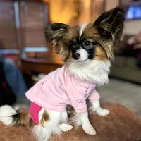 Roxy Multi CH sired, a female Papillon for sale in Elk River, MN – Photo 1 of 5