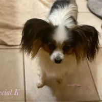 Roxy Multi CH sired, a female Papillon for sale in Elk River, MN – Photo 3 of 5