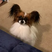 Roxy Multi CH sired, a female Papillon for sale in Elk River, MN – Photo 4 of 5