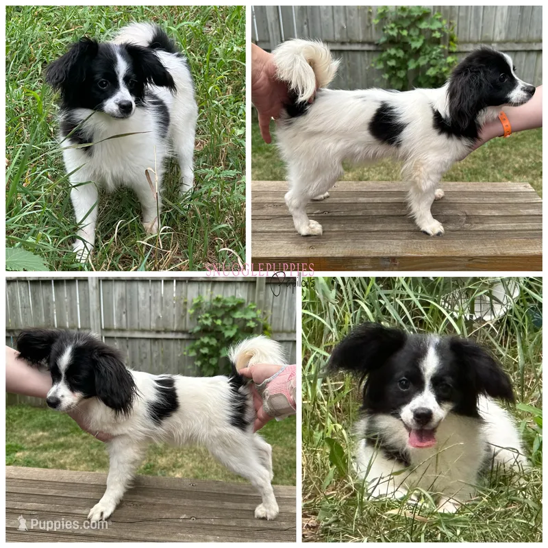 Ivory CH sired – Papillon puppy for sale in Elk River, MN