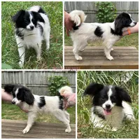 Ivory CH sired, a female Papillon for sale in Elk River, MN – 1 of 1