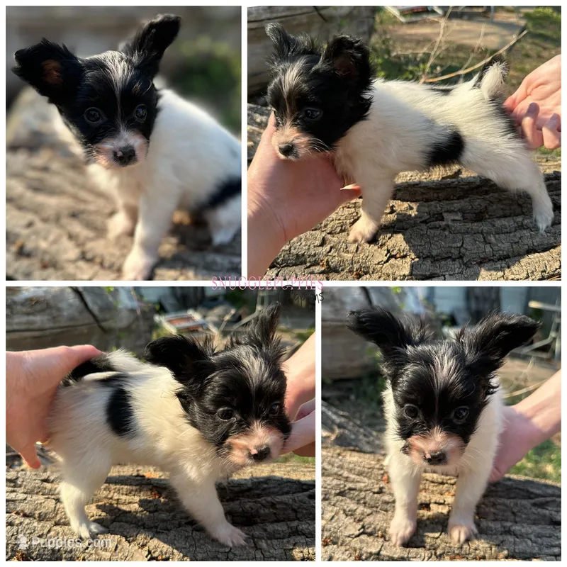 Female SS4 Multi CH pedigree – Papillon puppy for sale in Elk River, MN