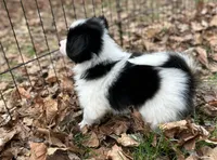 Male UB2 CH sired Multi CH pedigree , a male Papillon for sale in Elk River, MN – Photo 9 of 9