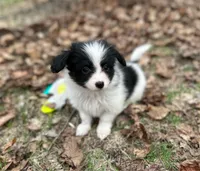 Male UB2 CH sired Multi CH pedigree , a male Papillon for sale in Elk River, MN – Photo 6 of 9