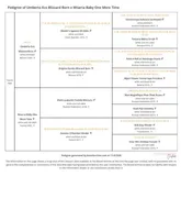 Male UB2 CH sired Multi CH pedigree , a male Papillon for sale in Elk River, MN – Photo 3 of 9