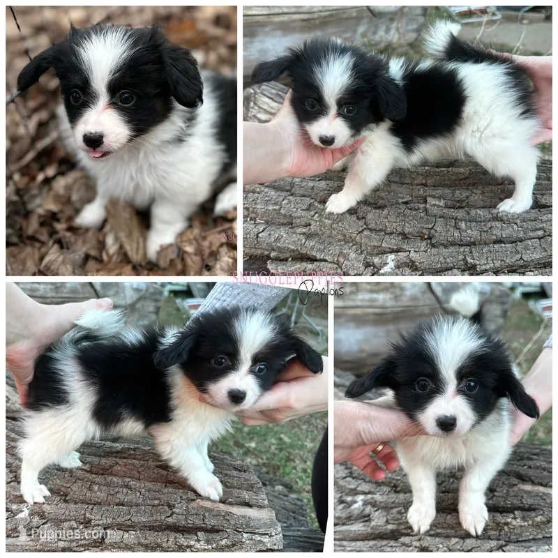 Male UB2 CH sired Multi CH pedigree  – Papillon puppy for sale in Elk River, MN