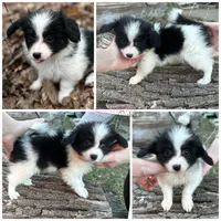 Male UB2 CH sired Multi CH pedigree , a male Papillon for sale in Elk River, MN – Photo 1 of 9