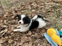 Male UB2 CH sired Multi CH pedigree , a male Papillon for sale in Elk River, MN – Photo 7 of 9