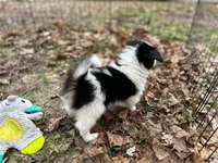 Male UB2 CH sired Multi CH pedigree , a male Papillon for sale in Elk River, MN – Photo 8 of 9