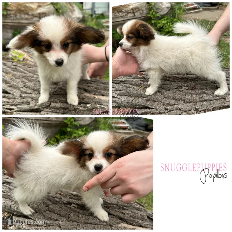 Female UB1 CH Sired Multi CH pedigree – Papillon puppy for sale in Elk River, MN