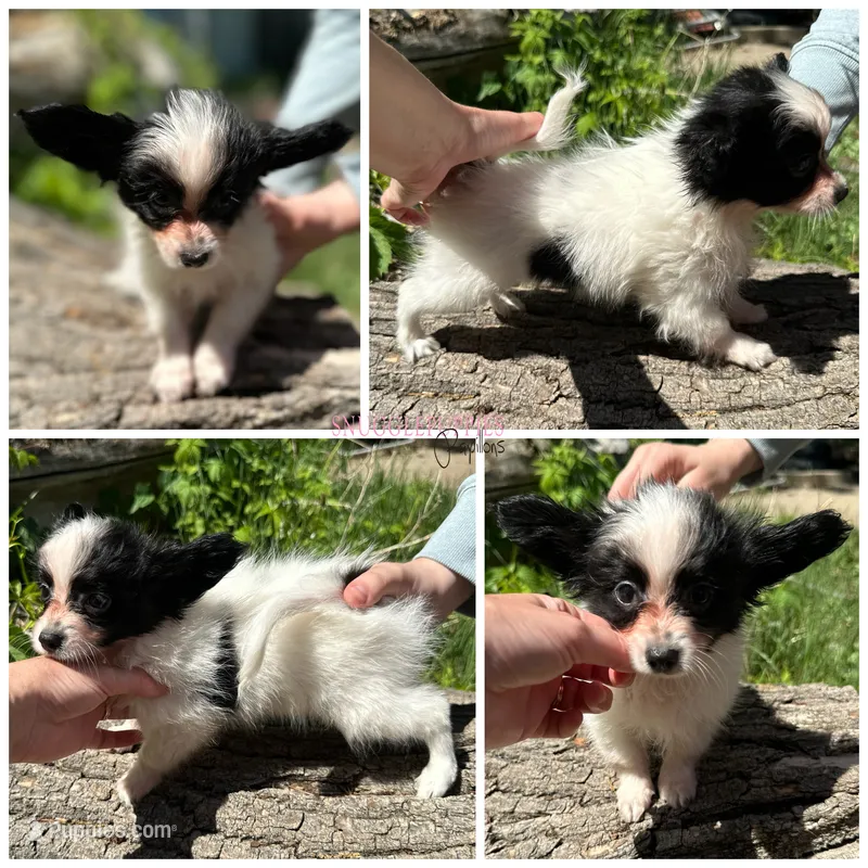 Male MP5 Multi CH pedigree  – Papillon puppy for sale in Elk River, MN