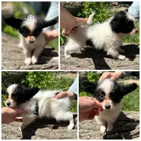 Male MP5 Multi CH pedigree , a male Papillon for sale in Elk River, MN – 1 of 1