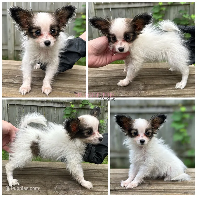 Female SD12 Multi CH pedigree – Papillon puppy on hold in Elk River, MN