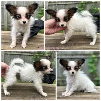 Female SD12 Multi CH pedigree, a female Papillon for sale in Elk River, MN – 1 of 1