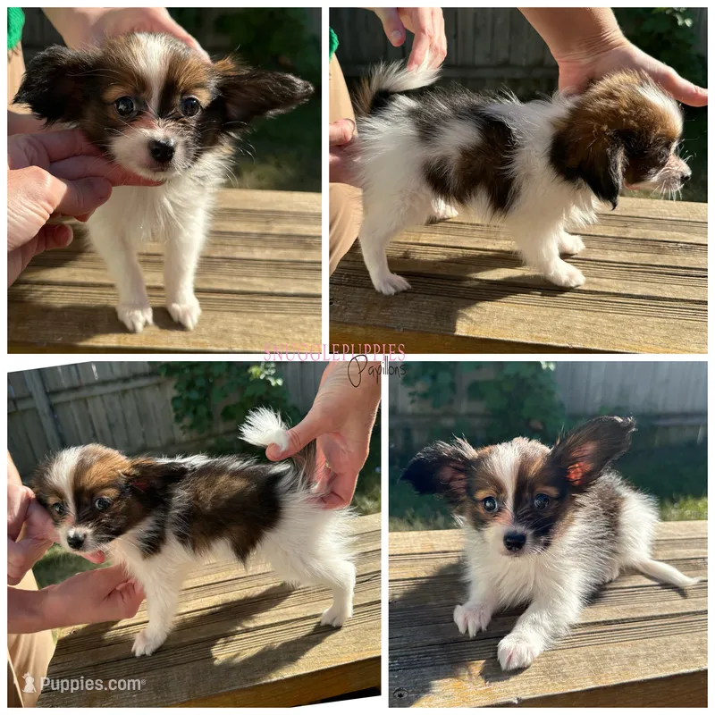 Male HP2 Polish Champion sired – Papillon puppy for sale in Elk River, MN