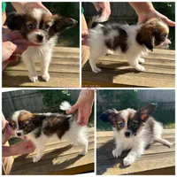 Male HP2 Polish Champion sired, a male Papillon for sale in Elk River, MN – 1 of 1