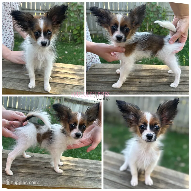 Male HP2 Polish Champion sired – Papillon puppy for sale in Elk River, MN