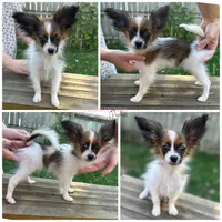 Male HP2 Polish Champion sired, a male Papillon for sale in Elk River, MN – 1 of 2