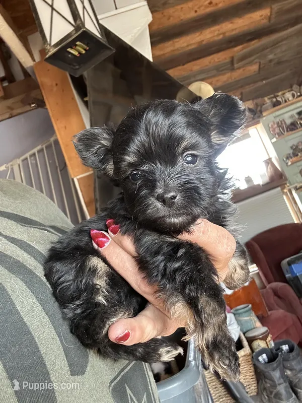 Bella, a female Yorkshire Terrier for sale in Albuquerque, NM – Photo 1 of 1
