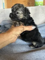Chase, a male Yorkshire Terrier for sale in Albuquerque, NM – 2 of 2